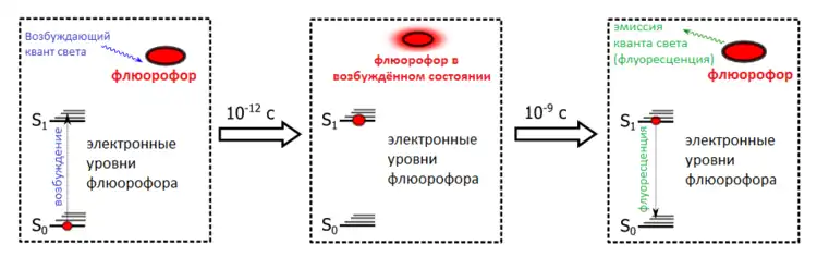 Поглощение света и флуоресценция