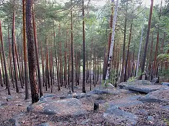 Южный спуск, в сторону дороги на Северку