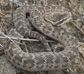 Обыкновенный щитомордник на Большой Байкальской тропе