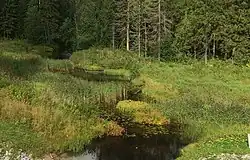 Вид против течения