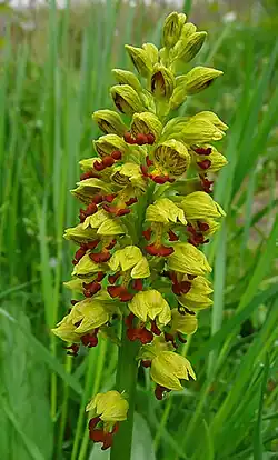 Ятрышник мелкоточечный