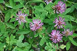 Клевер средний (лат. Trifolium medium) — многолетнее травянистое растение семейства Бобовые.