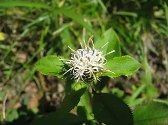 Цветущая A. lancea