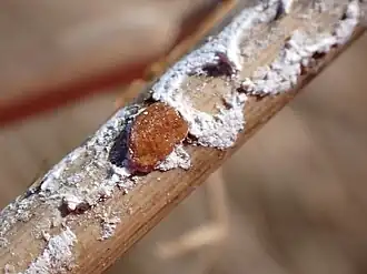 Nipponaclerda biwakoensis