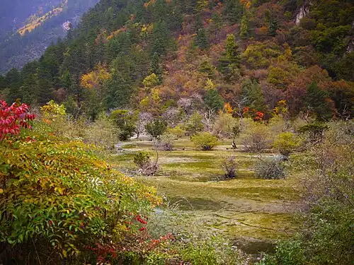 Цзючжайгоу. Пояс хвойно-широколиственных лесов.