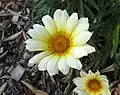Gazania rigens (Газания жестковатая), сорт 'White'