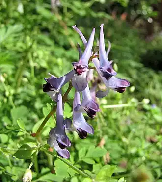 Соцветие, Уханьский ботанический сад