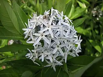 Amsonia angustifolia