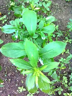 Нижние и верхние листья