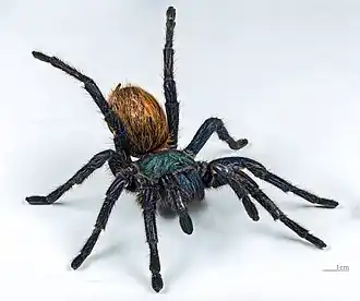 Самка Chromatopelma cyaneopubescens