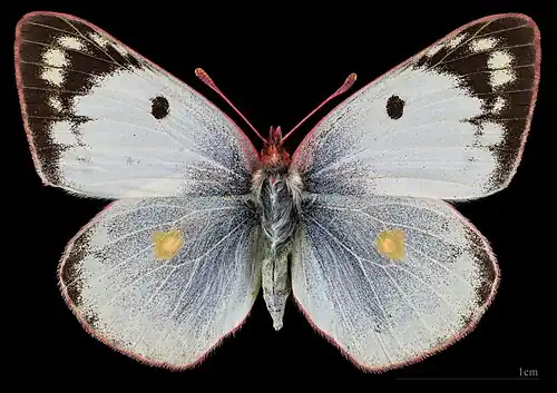 Colias hyale, ♀