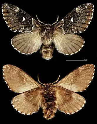 Коконопряд лунчатый