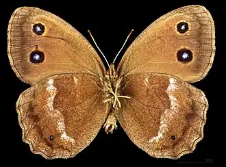 Minois dryas ♂   △