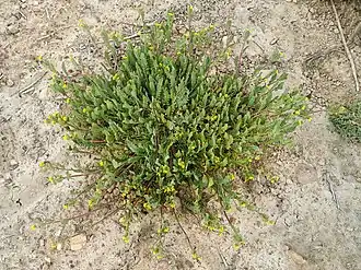 Сераделла посевная