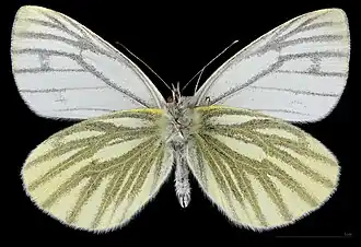 Pieris napi  ♂  △