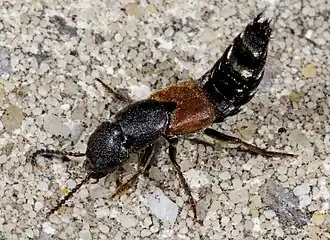 Platydracus stercorarius