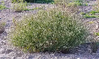 Редька дикая, группа растений