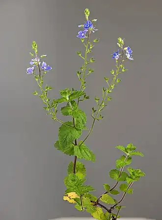 Общий вид цветущего растения