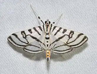 Conchylodes ovulalis