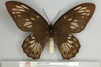 Типовой экземпляр самки