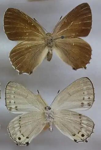 Зефир стигиана