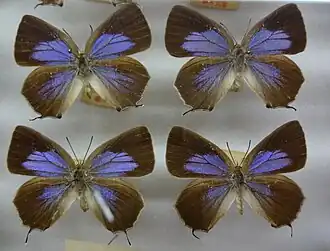 Зефир восточный дубовый