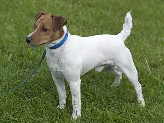 Парсон-рассел-терьер