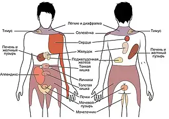 Примерное распространение отраженной боли от различных органов.
