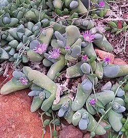 Gibbaeum shandii