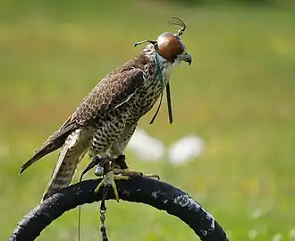 Хищная птица в специальном снаряжении