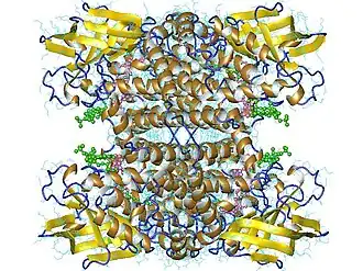 Medium-chain acyl-CoA dehydrogenase tetramer, Human