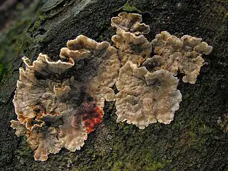 Плодовое тело