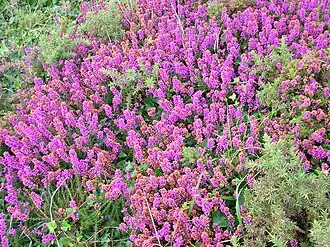 Общий вид группы цветущих растений