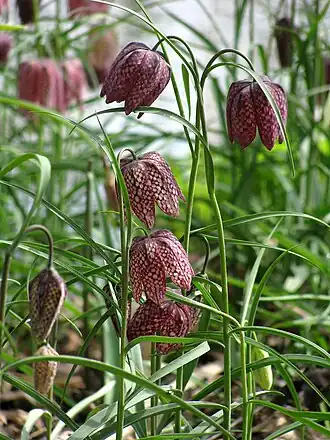 Рябчик шахматный