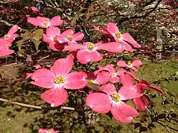 Разновидность с розовыми цветками