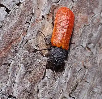 Bostrichus capucinus