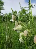 Смолёвка обыкновенная (Silene vulgaris)
