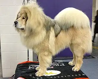 Тибетский мастиф