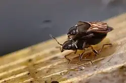 Microvelia reticulata