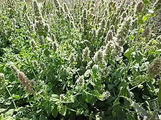 Котовник кошачий