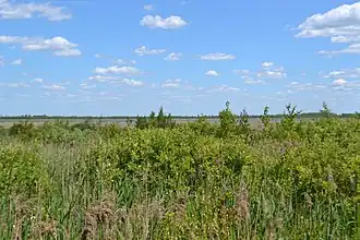 Заболоченные берега озера (видно на заднем плане)