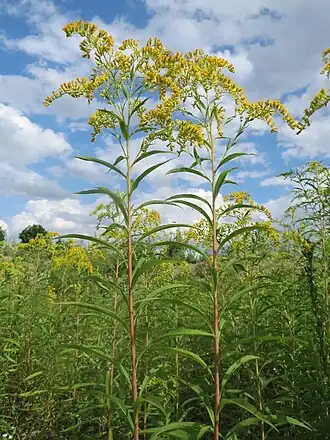 Золотарник гигантский3 марта 2020