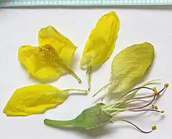 Детали цветка