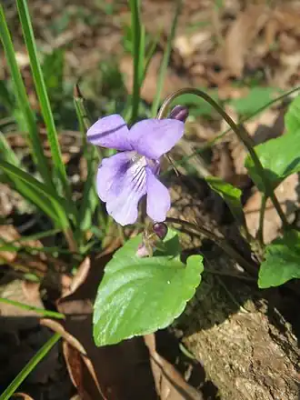 Фиалка Рейхенбаха