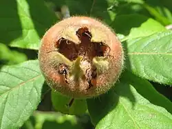 На юго-западе Англии исторически мушмула германская имела ряд вульгарных прозвищ, таких как «открытый анус» и «обезьянья задница», из-за внешнего вида его большой чашечкой.