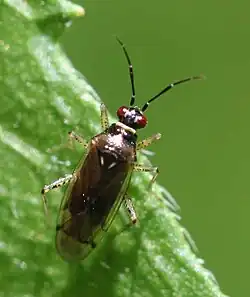 Dicyphus globulifer