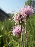 Репей-бодяк (Cirsium arvense)