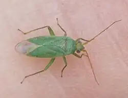 Orthotylus adenocarpi