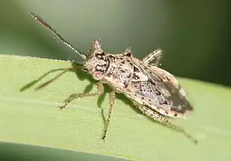 Brachycarenus tigrinus