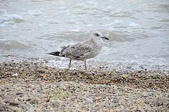 Молодая хохотунья в Ейске